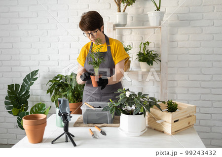 Middle aged woman blogger in front of smartphone camera on tripod records instructional tutorial video for her blog shoots process of replanting flowers and green plants full of soil enjoys botanic 99243432