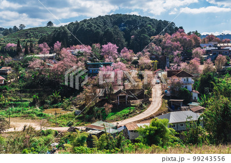 landscape of Beautiful Wild Himalayan Cherry Blooming pink Prunus cerasoides flowers at Phu Lom Lo Loei and Phitsanulok of Thailand landscape of Beautiful Wild Himalayan Cherry Blooming pink Prunus cerasoides flowers at Phu Lom Lo Loei and Phitsanulok of Thailand 99243556