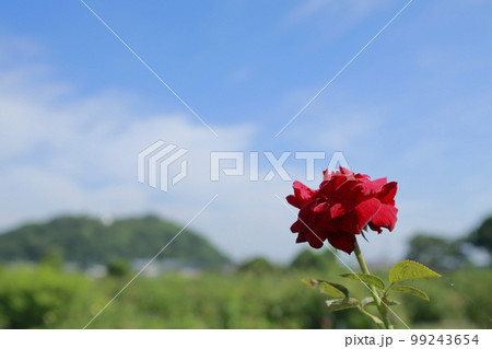 荒尾市 おもやい市民花壇 バラの花、 荒尾市 おもやい市民花壇 バラの花、 99243654