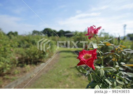 荒尾市 おもやい市民花壇 バラの花、 荒尾市 おもやい市民花壇 バラの花、 99243655
