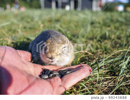 The cub of gopher is eating sunflower seeds of the human's hand. The cub of gopher is eating sunflower seeds of the human's hand. 99243688