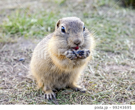 The gopher is eating sunflower seeds on the grassy meadow 99243695