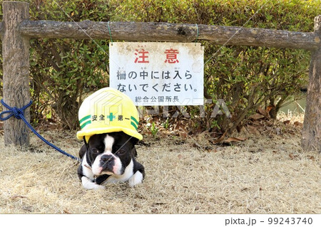 ゆずの里毛呂山町総合公園の池の前で安全第一の帽子を被って可愛く見つめるボストンテリアのマイティ君 99243740