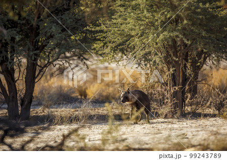 Brown hyena in Kgalagadi transfrontier park, South Africa Brown hyena in Kgalagadi transfrontier park, South Africa 99243789