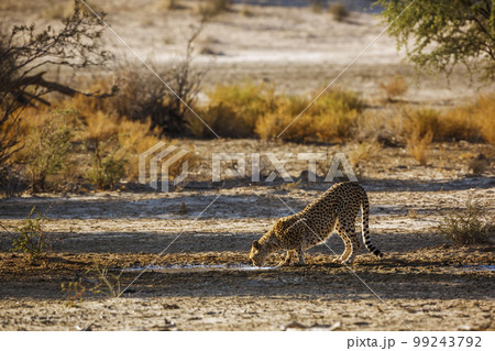 Cheetah in Kgalagadi transfrontier park, South Africa 99243792