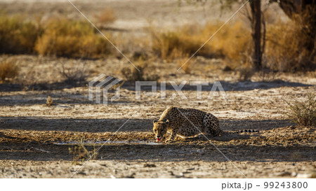 Cheetah in Kgalagadi transfrontier park, South Africa Cheetah in Kgalagadi transfrontier park, South Africa 99243800