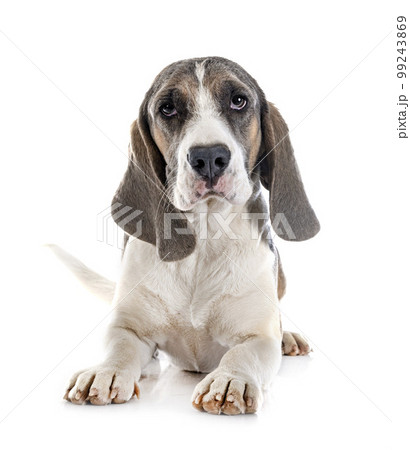 young beagle in studio young beagle in studio 99243869