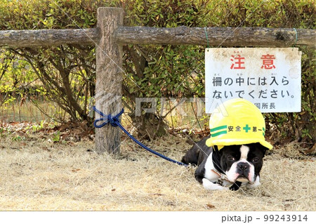 ゆずの里毛呂山町総合公園の池の前で可愛く見つめるボストンテリアのマイティ君 ゆずの里毛呂山町総合公園の池の前で可愛く見つめるボストンテリアのマイティ君 99243914