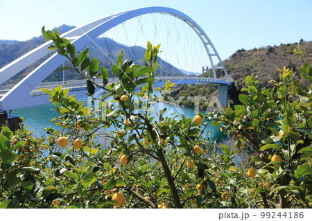 瀬戸内レモン 瀬戸内レモン 99244186