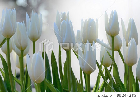 春の訪れ、白色チューリップ満開 99244285