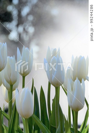 春の訪れ、白色チューリップ満開 99244286