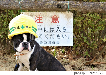 ゆずの里毛呂山町総合公園の池の前で安全第一の帽子を被って可愛く見つめるボストンテリアのマイティ君 ゆずの里毛呂山町総合公園の池の前で安全第一の帽子を被って可愛く見つめるボストンテリアのマイティ君 99244875