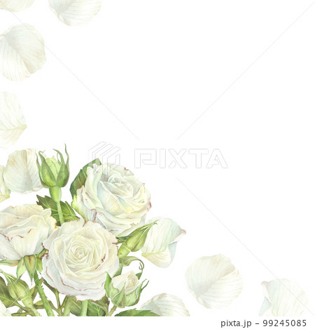 Watercolor illustration. Square frame with bouquet of white roses from which petals fly. Place for inscription or text. Isolated on a white background.For design of greeting card, wedding invitation 99245085