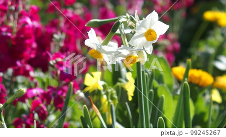 明るくカラフルな早春の花壇・水仙やストック 明るくカラフルな早春の花壇・水仙やストック 99245267