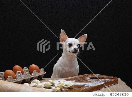 Chihuahua dog prepares Russian dumplings in the home kitchen of a farmhouse with a smile looking towards the wall. Chihuahua dog prepares Russian dumplings in the home kitchen of a farmhouse with a smile looking towards the wall. 99245330