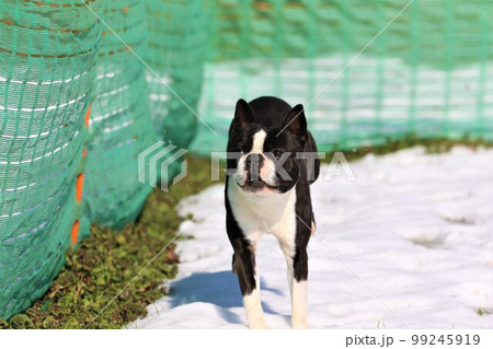 ドックランの残雪の上を嬉しそうに走る可愛いボストンテリアのマイティ君 99245919