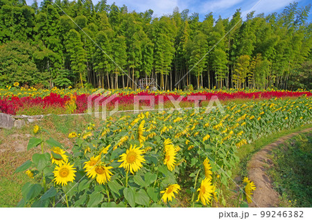 佐賀県三養基郡にある秋に花が咲く山田ひまわり園 99246382