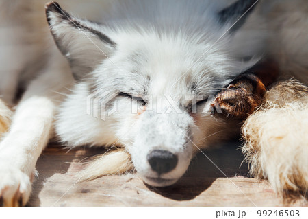white fox in zoo sleeps wolf animals 99246503