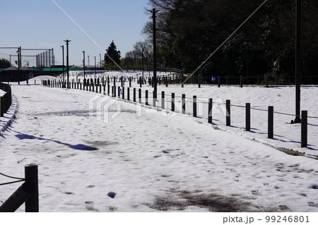 雪景色の相模原麻溝公園 クロスカントリーコース 雪景色の相模原麻溝公園 クロスカントリーコース 99246801