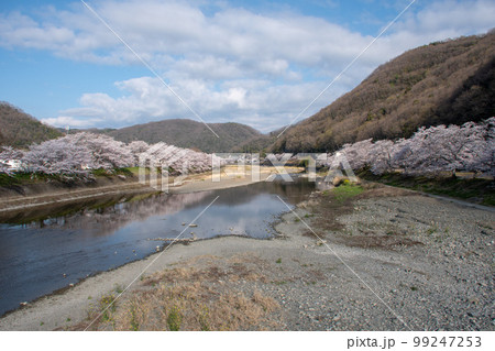 岡山県の桜の名所・井原堤を小田川の対岸桜橋公園から見る 99247253