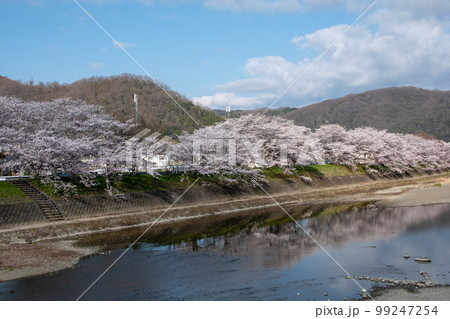 岡山県の桜の名所・井原堤を小田川の対岸桜橋公園から見る 99247254