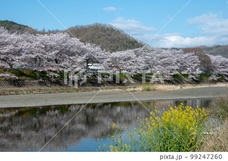 岡山県の桜の名所・井原堤を小田川の対岸桜橋公園から見る 岡山県の桜の名所・井原堤を小田川の対岸桜橋公園から見る 99247260