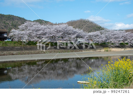 岡山県の桜の名所・井原堤を小田川の対岸桜橋公園から見る 岡山県の桜の名所・井原堤を小田川の対岸桜橋公園から見る 99247261