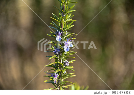 ローズマリー ローズマリー 99247308