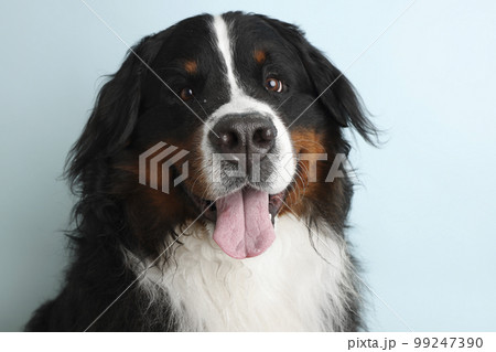 Photo Bernese Mountain Dog on a soft blue background. Studio shot of a dog in front of an isolated background. 99247390