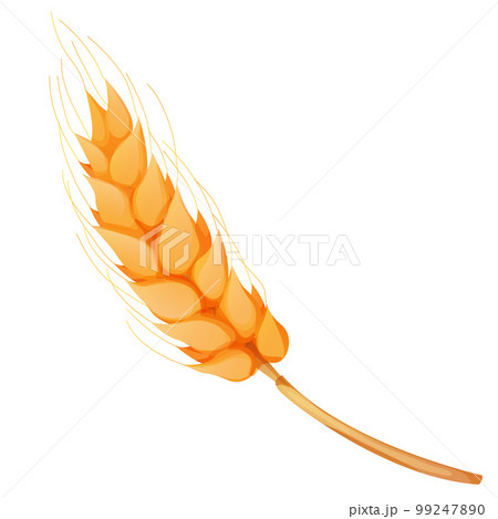 Wheat spikelet, grain on straw in cartoonのイラスト素材