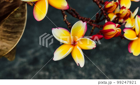 Group of yellow Plumeria flowers in the park. Group of yellow Plumeria flowers in the park. 99247921