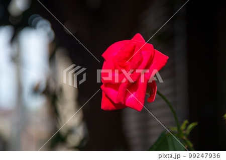 くっきりと写った一輪の赤い薔薇 99247936