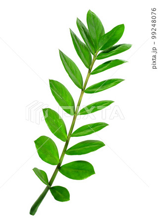 Green leaves isolated on white background. Close-up 99248076