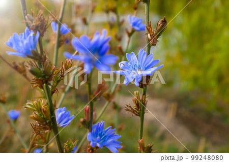 Blue chicory flower close-up. Chicory ordinary, weed plant. Meadow with chicory flowers. 99248080