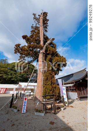備前一宮　吉備津彦神社　境内の杉 99249276
