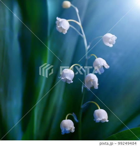 Lily of the valley flower, closeup. Floral background 99249484