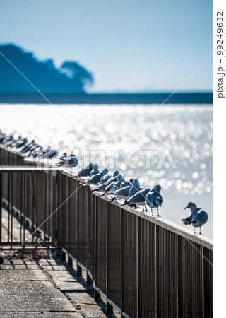 《愛知県》蒲郡市　竹島ふ頭緑地のカモメ 99249632