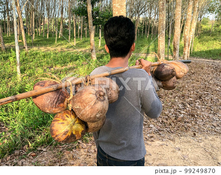 Rear view of man carries the bunch of dried brown coconuts on the shoulder Rear view of man carries the bunch of dried brown coconuts on the shoulder 99249870
