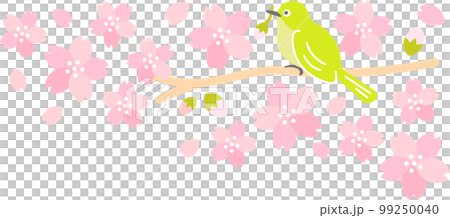 Spring Cherry Blossom (Sakura) 白眼櫻吹雪 99250040