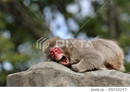 おもしろい表情をしたニホンザル 99250247