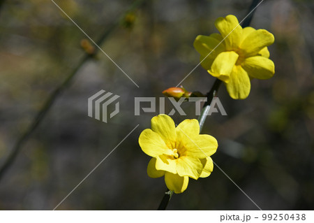 オウバイモドキ（黄梅擬） 99250438