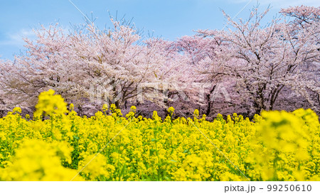 赤城南面千本桜と菜の花 99250610