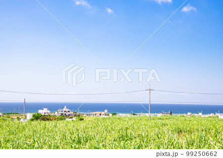 さとうきび畑と海 さとうきび畑と海 99250662
