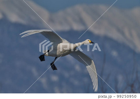 コハクチョウ 99250950