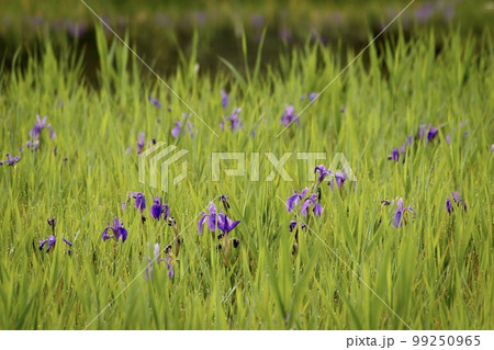 刈谷市　小堤西池のかきつばた群落 99250965
