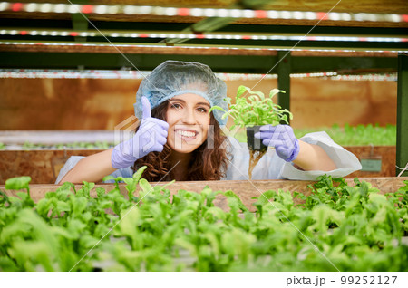 Young woman holding plant seedling in greenhouse. Joyful female gardener showing thumbs up and smiling while holding pot with green leafy plant. Young woman holding plant seedling in greenhouse. Joyful female gardener showing thumbs up and smiling while holding pot with green leafy plant. 99252127