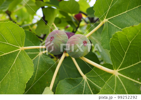Fig, or fig tree, or common fig tree Ficus carica is a subtropical deciduous plant of the genus Ficus of the Mulberry family. Figs on a branch. Garden plants. Ripe green red fig in a garden or farm Fig, or fig tree, or common fig tree Ficus carica is a subtropical deciduous plant of the genus Ficus of the Mulberry family. Figs on a branch. Garden plants. Ripe green red fig in a garden or farm 99252292