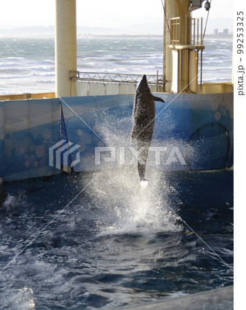 イルカのジャンプ 99253325