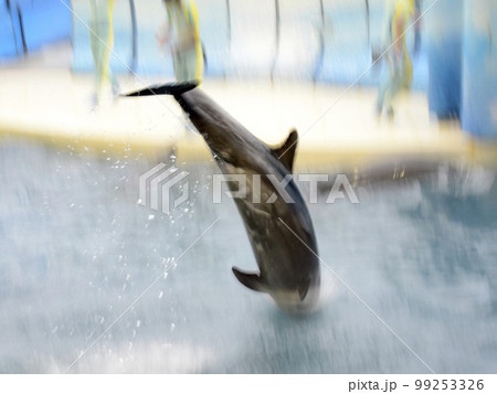 イルカのジャンプ イルカのジャンプ 99253326