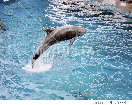 イルカのジャンプ 99253349